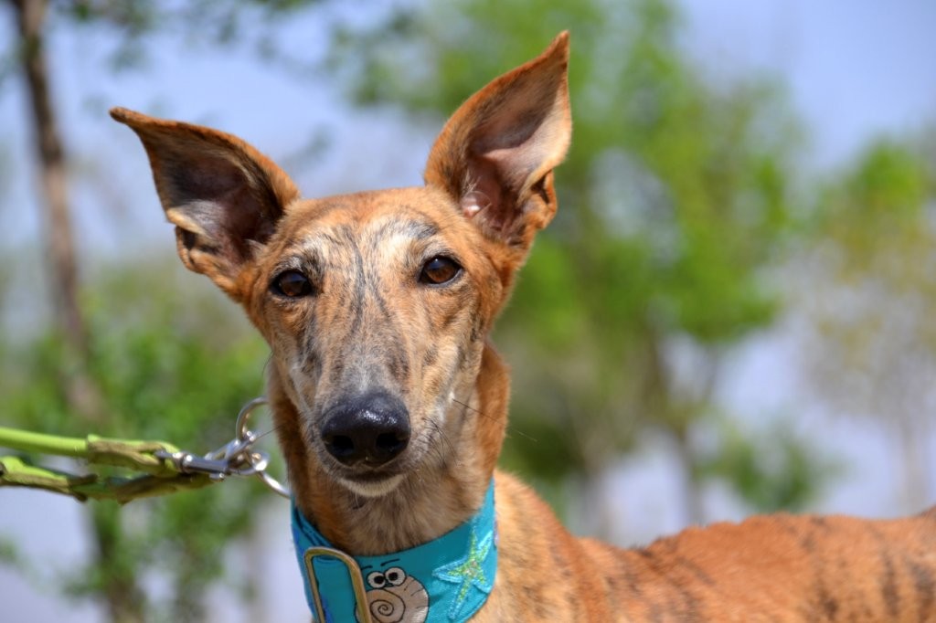 Photo de TENORIO, un lévrier en attente d adoption