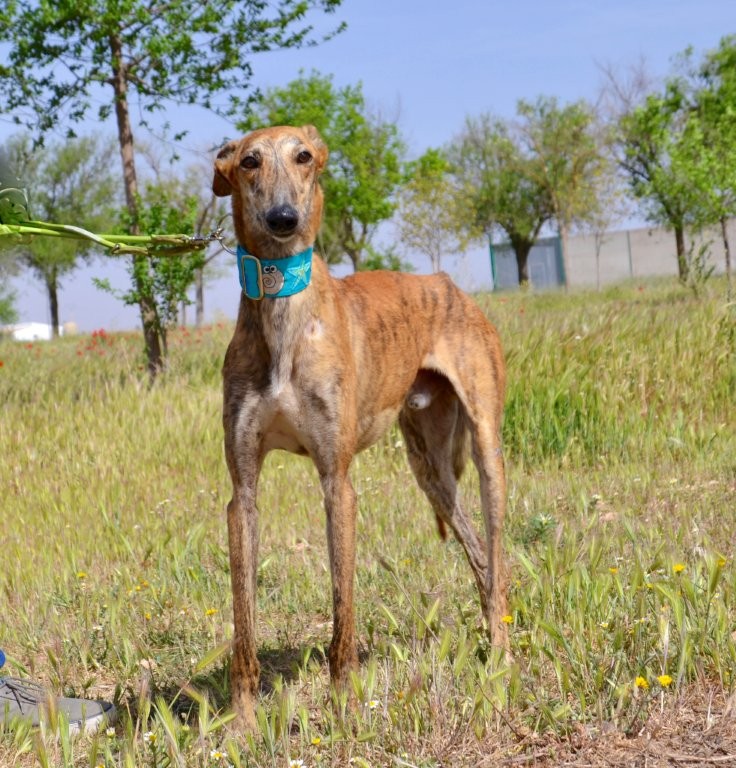 Photo de TENORIO, un lévrier en attente d adoption