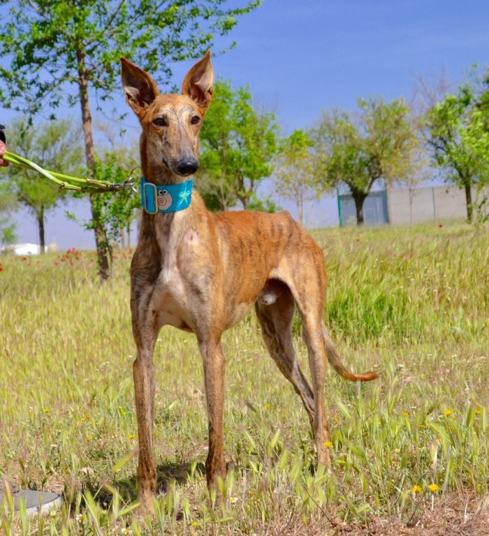 Photo de TENORIO, un lévrier en attente d adoption