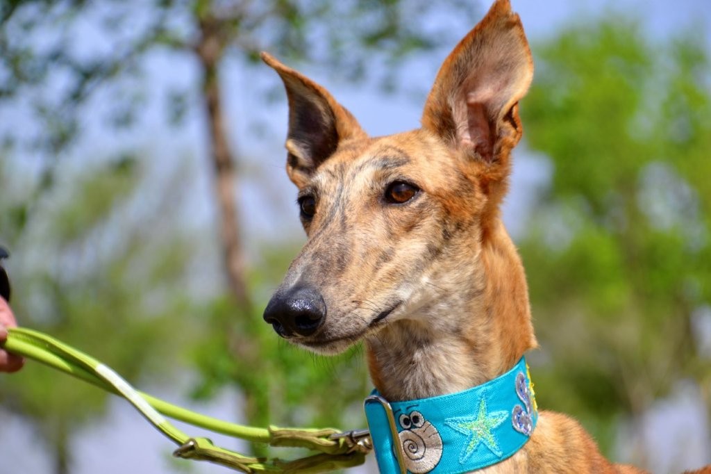 Photo de TENORIO, un lévrier en attente d adoption