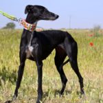 Photo de VALENTIA, un lévrier à adopté