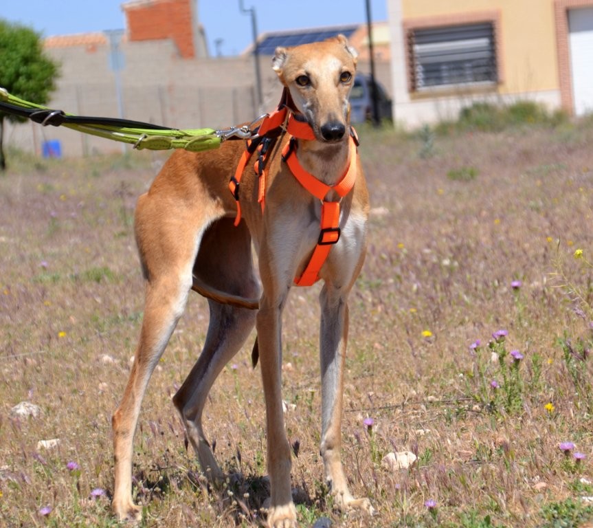 Photo de CHINITA, un lévrier en attente d adoption