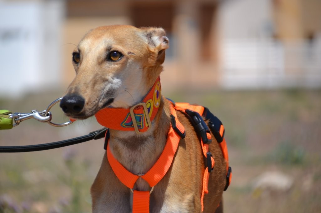 Photo de CHINITA, un lévrier en attente d adoption