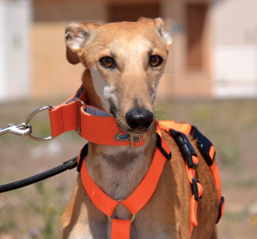 Photo de CHINITA, un lévrier en attente d adoption