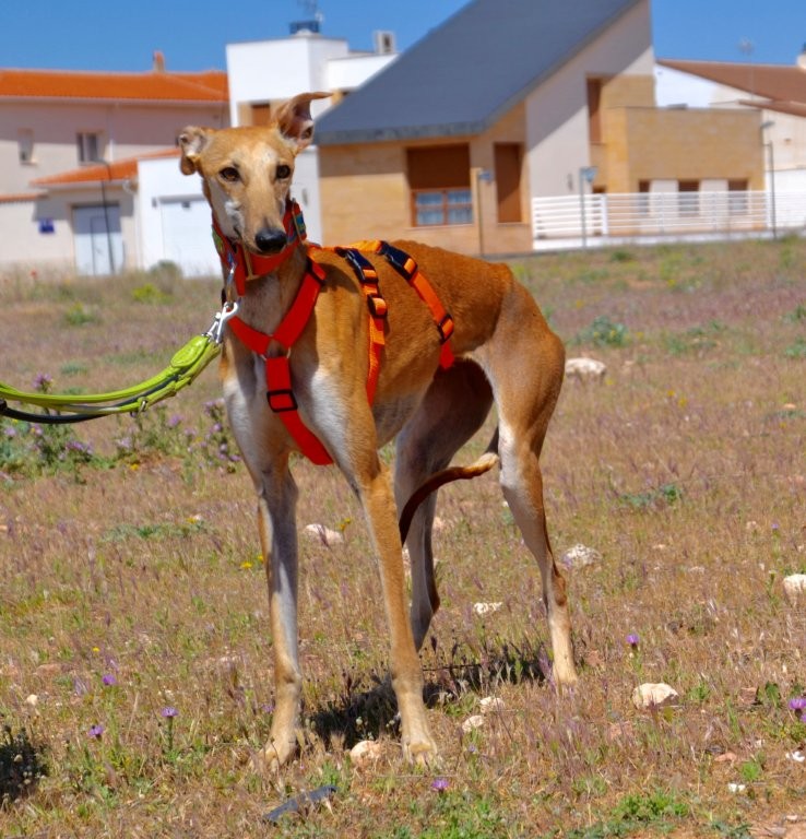 Photo de CHINITA, un lévrier en attente d adoption