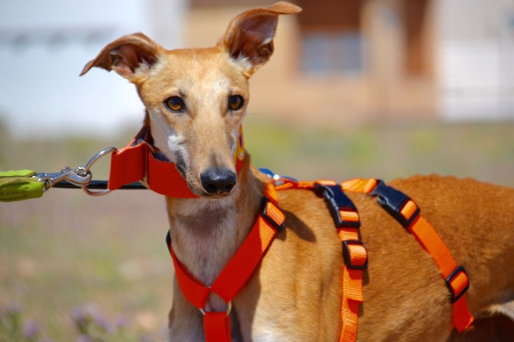 Photo de CHINITA, un lévrier en attente d adoption