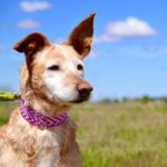 Photo de ESTRELLA, un lévrier à adopté