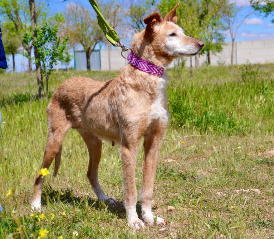 Photo de ESTRELLA, un lévrier en attente d adoption