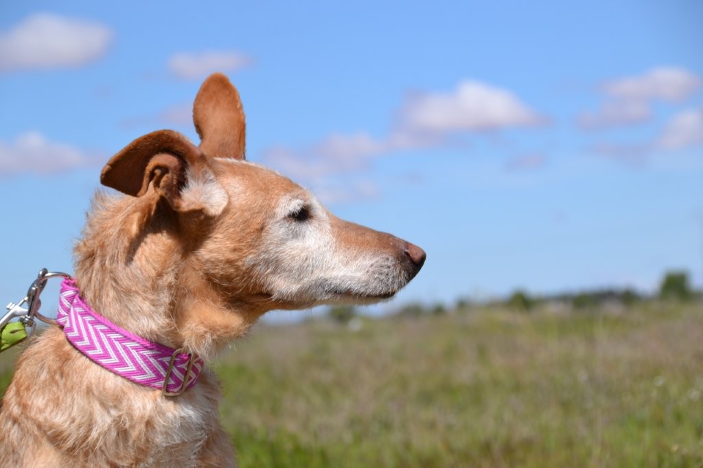 Photo de ESTRELLA, un lévrier en attente d adoption