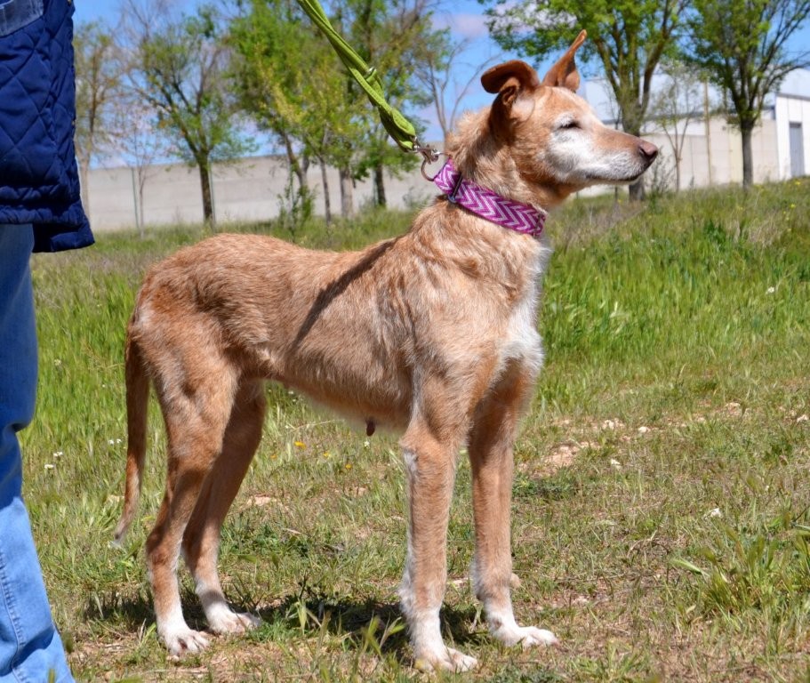 Photo de ESTRELLA, un lévrier en attente d adoption
