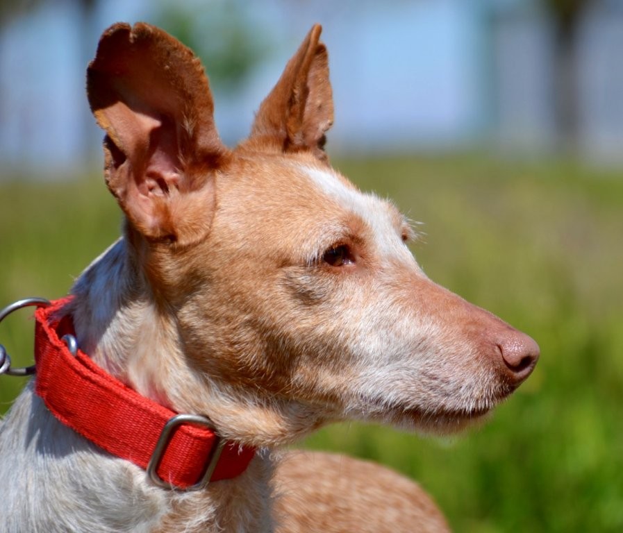 Photo de LOLI, un lévrier en attente d adoption