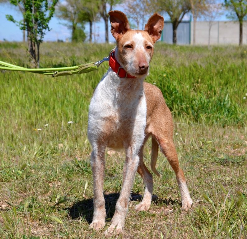Photo de LOLI, un lévrier en attente d adoption