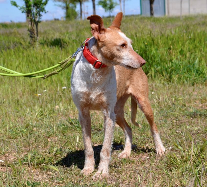 Photo de LOLI, un lévrier en attente d adoption