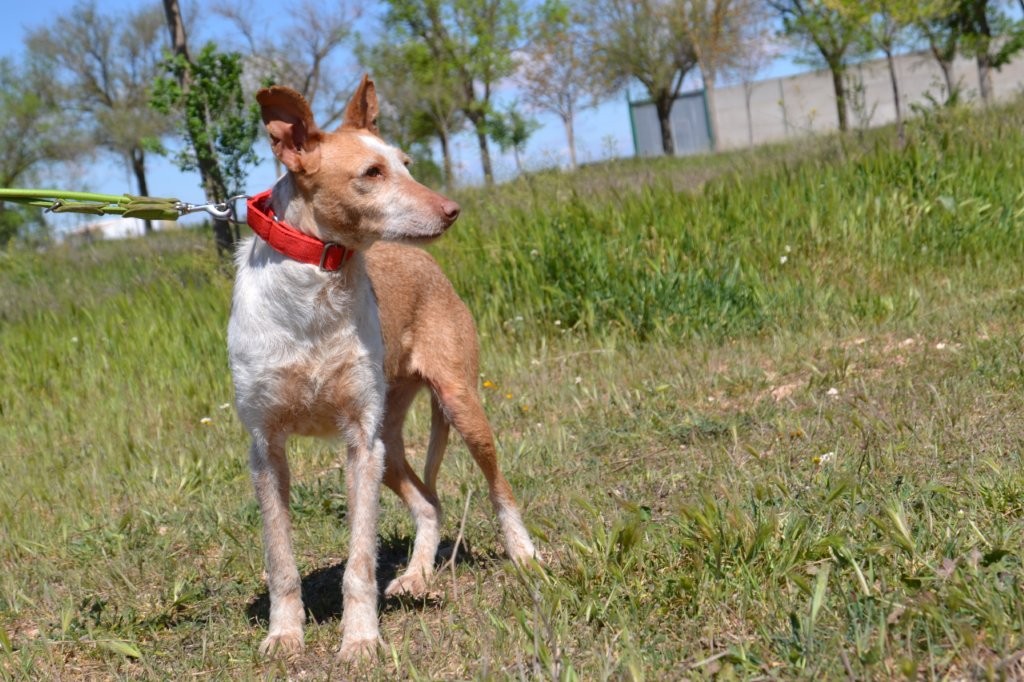 Photo de LOLI, un lévrier en attente d adoption