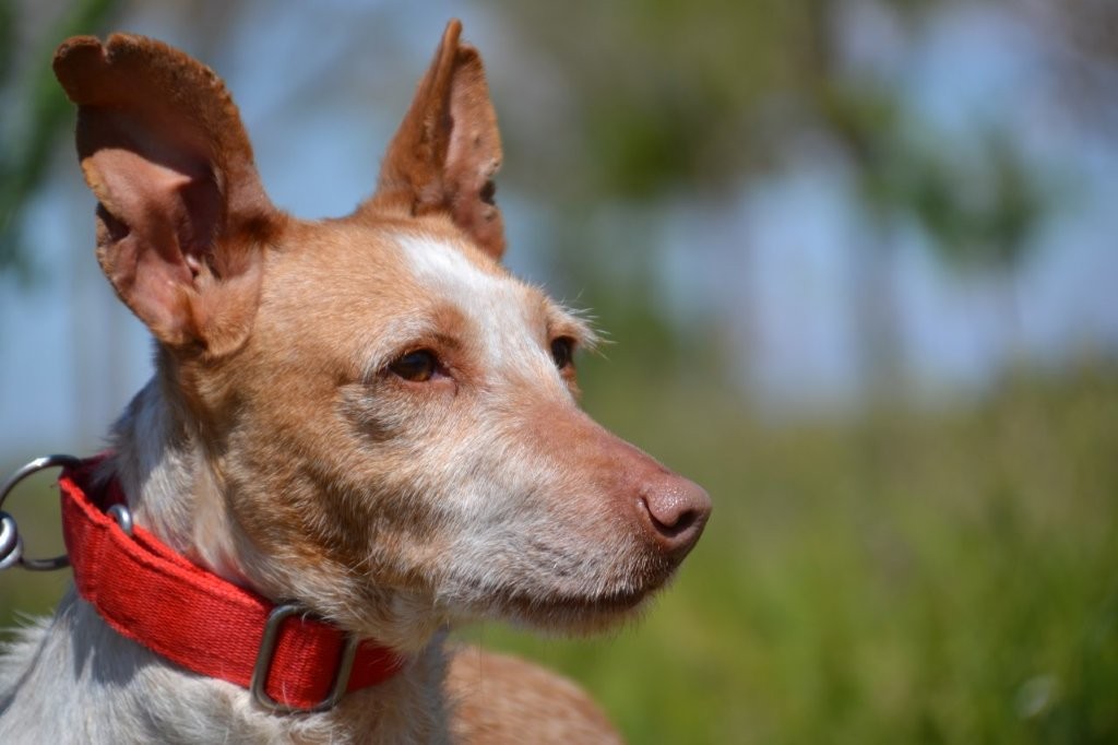 Photo de LOLI, un lévrier en attente d adoption