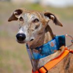 Photo de TALY, un lévrier à adopté