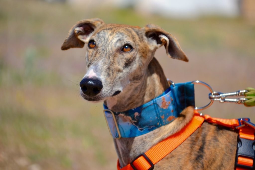 Photo de TALY, un lévrier en attente d adoption