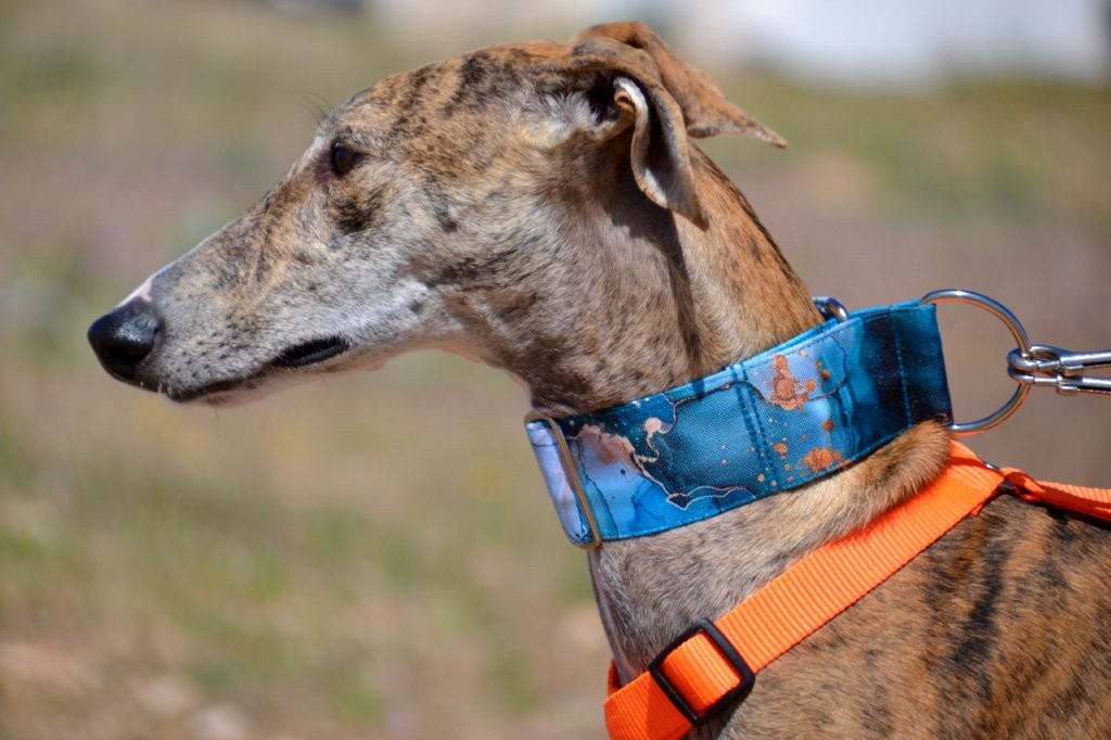 Photo de TALY, un lévrier en attente d adoption
