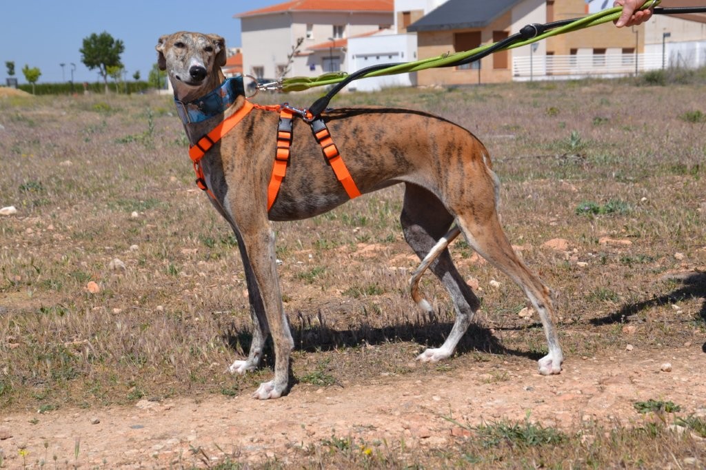 Photo de TALY, un lévrier en attente d adoption