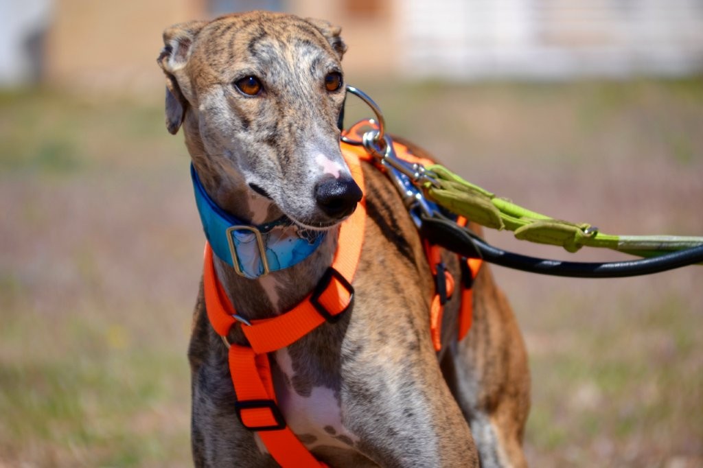 Photo de TALY, un lévrier en attente d adoption