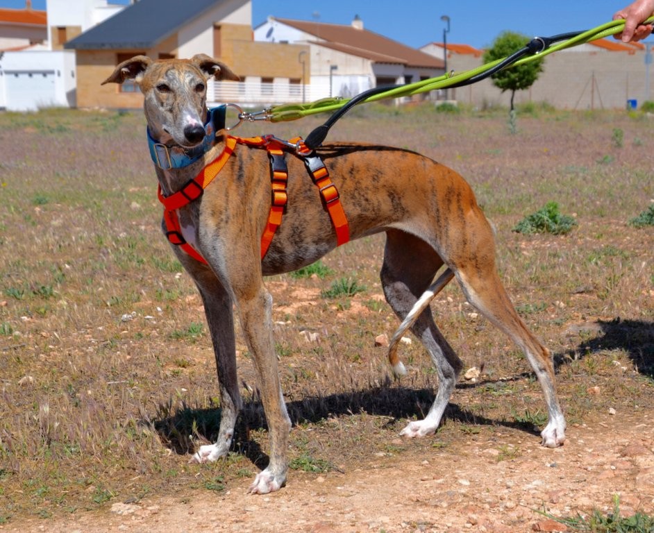 Photo de TALY, un lévrier en attente d adoption