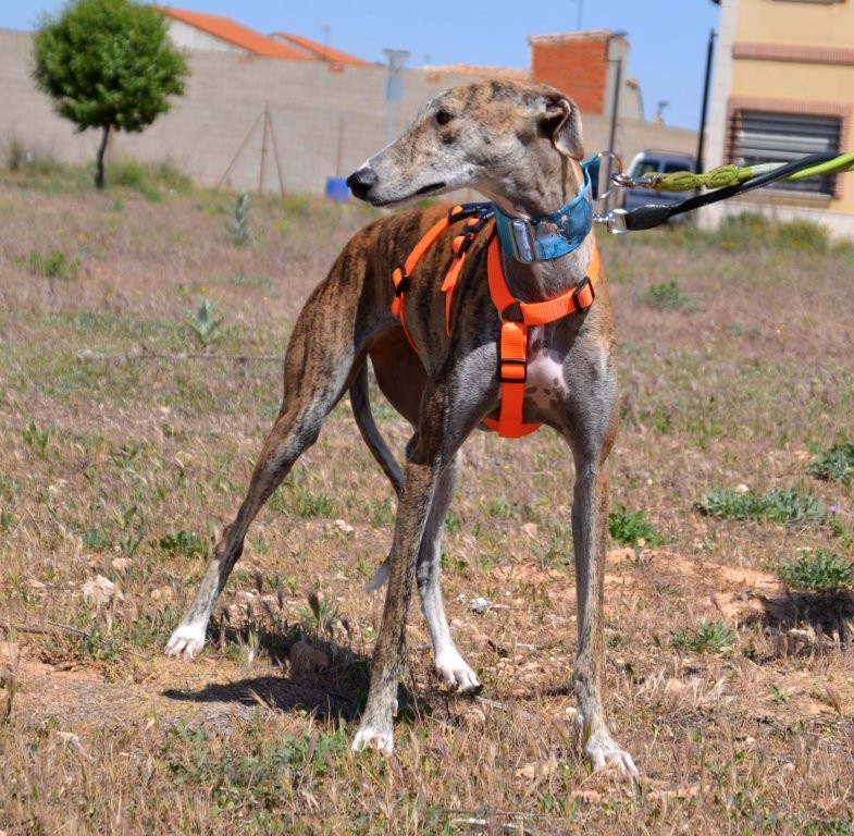 Photo de TALY, un lévrier en attente d adoption