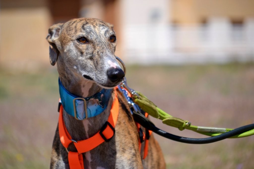 Photo de TALY, un lévrier en attente d adoption