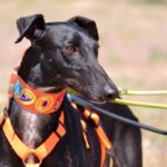 Photo de TEODORA, un lévrier à adopté
