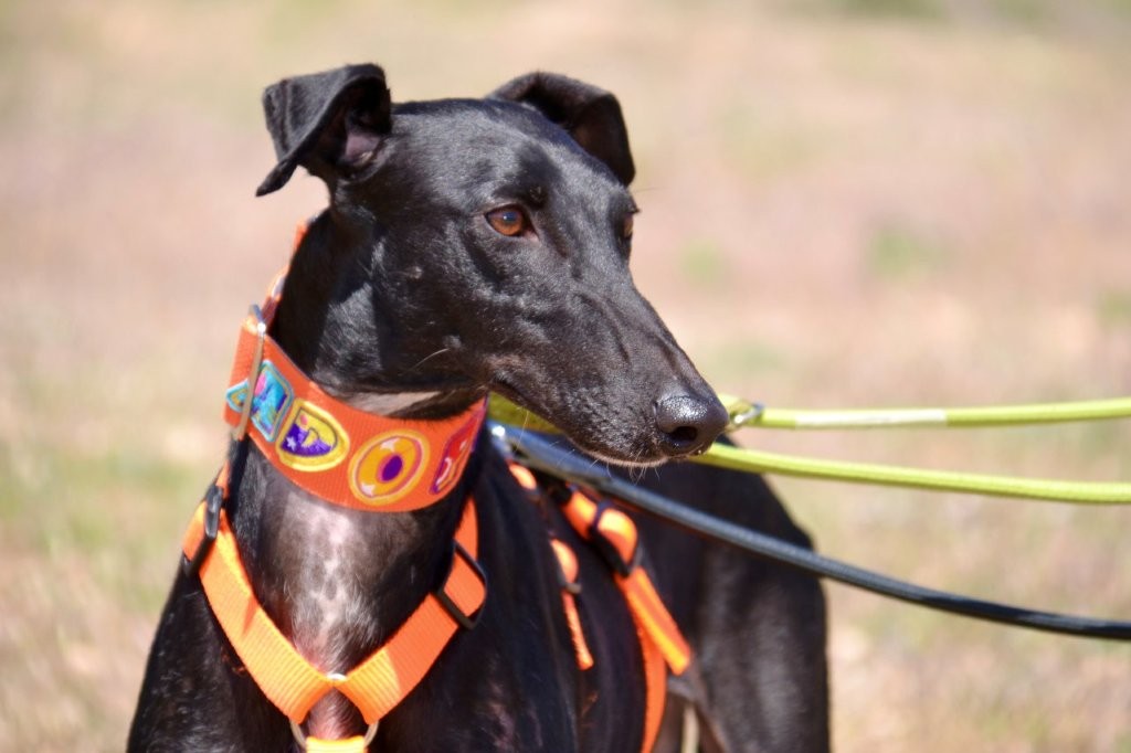 Photo de TEODORA, un lévrier en attente d adoption