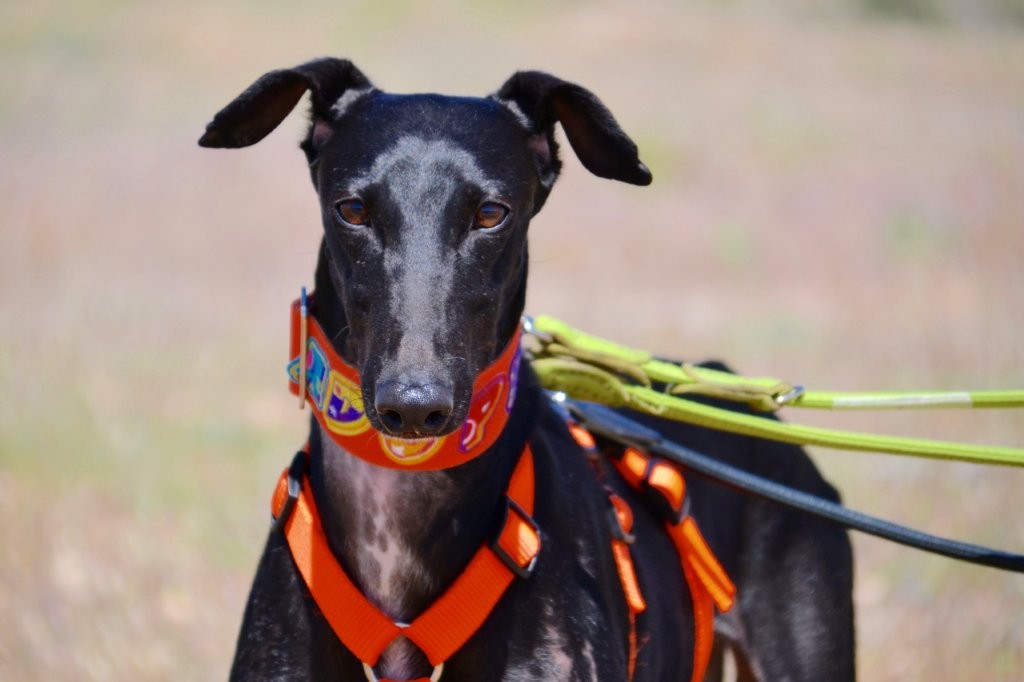 Photo de TEODORA, un lévrier en attente d adoption