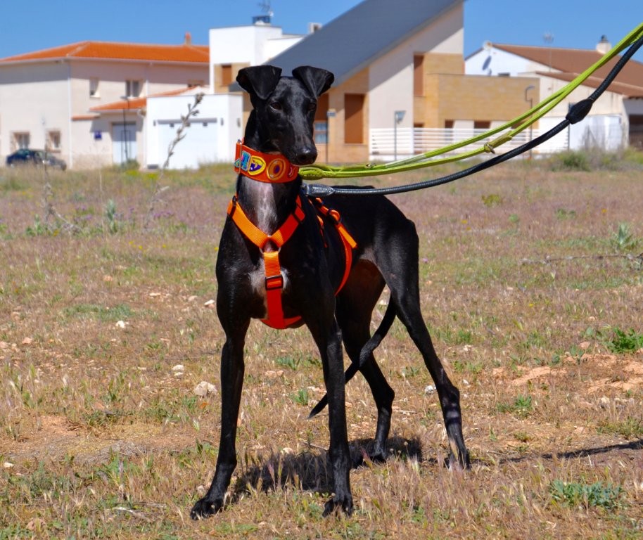 Photo de TEODORA, un lévrier en attente d adoption
