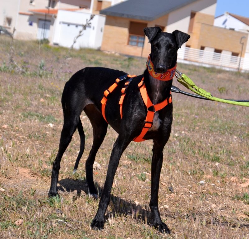 Photo de TEODORA, un lévrier en attente d adoption