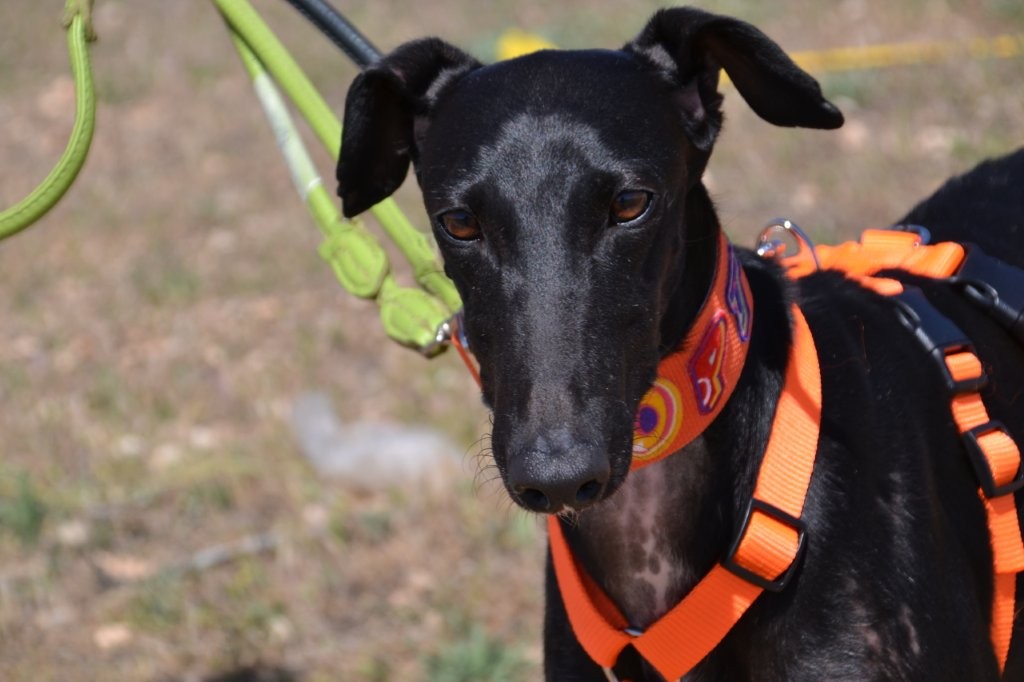 Photo de TEODORA, un lévrier en attente d adoption