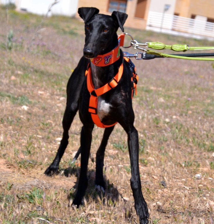 Photo de TEODORA, un lévrier en attente d adoption
