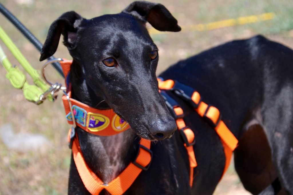 Photo de TEODORA, un lévrier en attente d adoption