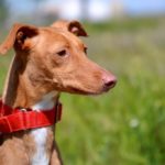 Photo de ZIA, un lévrier à adopté
