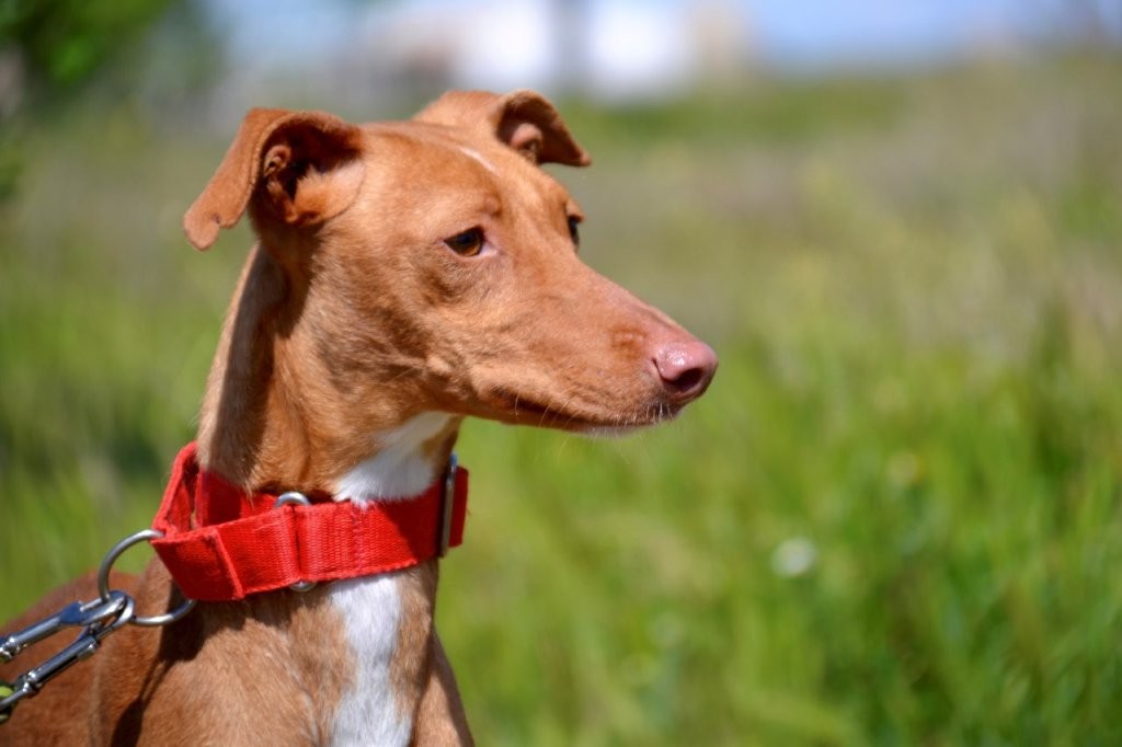 Photo de ZIA, un lévrier en attente d adoption