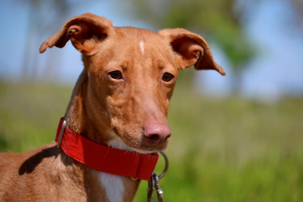 Photo de ZIA, un lévrier en attente d adoption