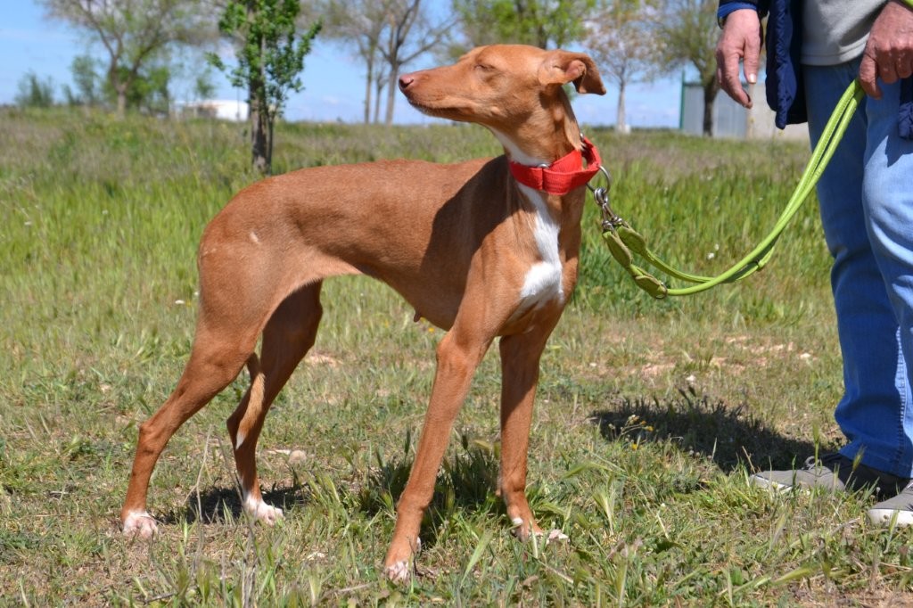 Photo de ZIA, un lévrier en attente d adoption