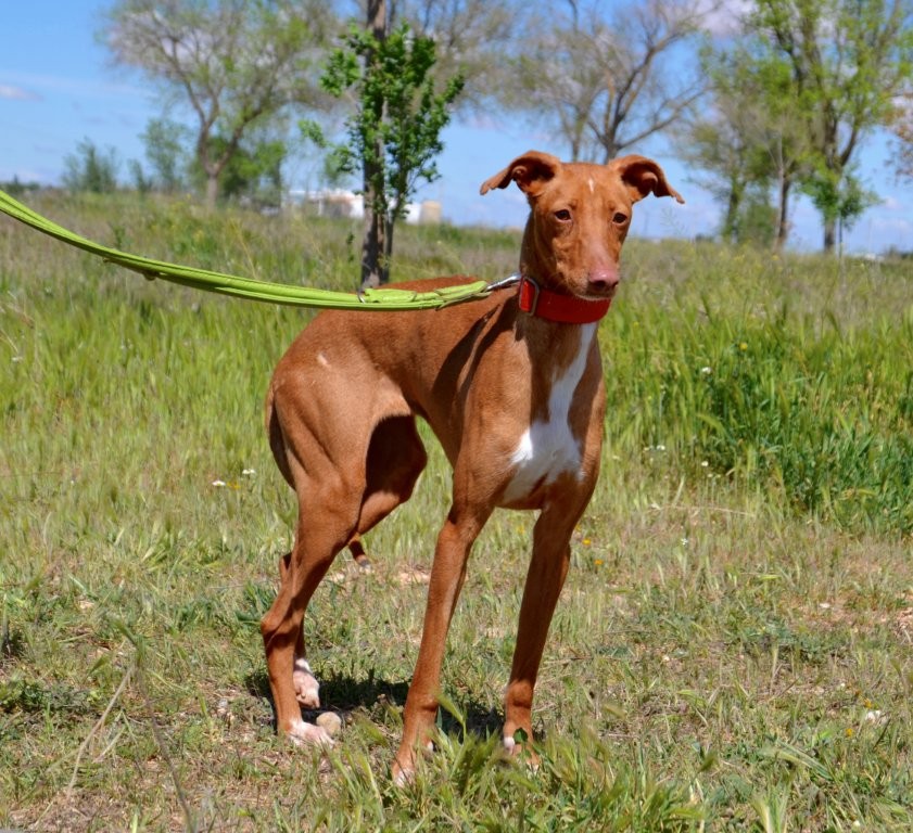 Photo de ZIA, un lévrier en attente d adoption