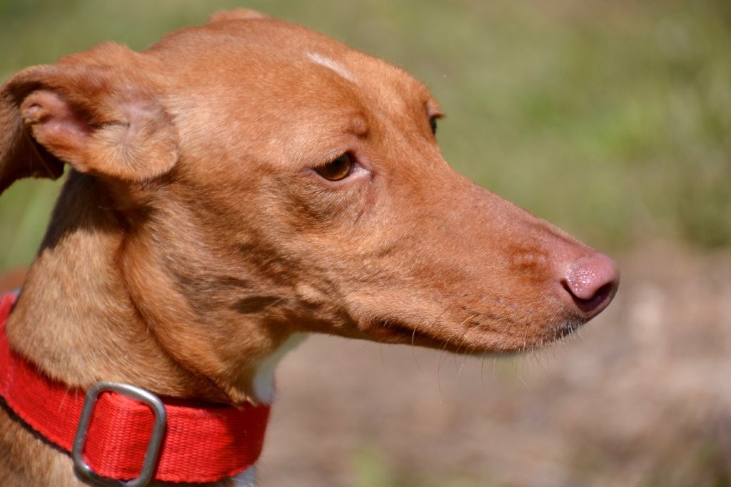 Photo de ZIA, un lévrier en attente d adoption
