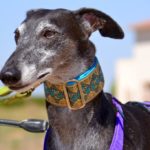 Photo de BONITA, un lévrier à adopté