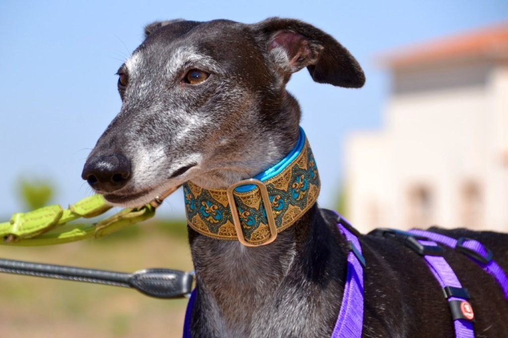 Photo de BONITA, un lévrier en attente d adoption