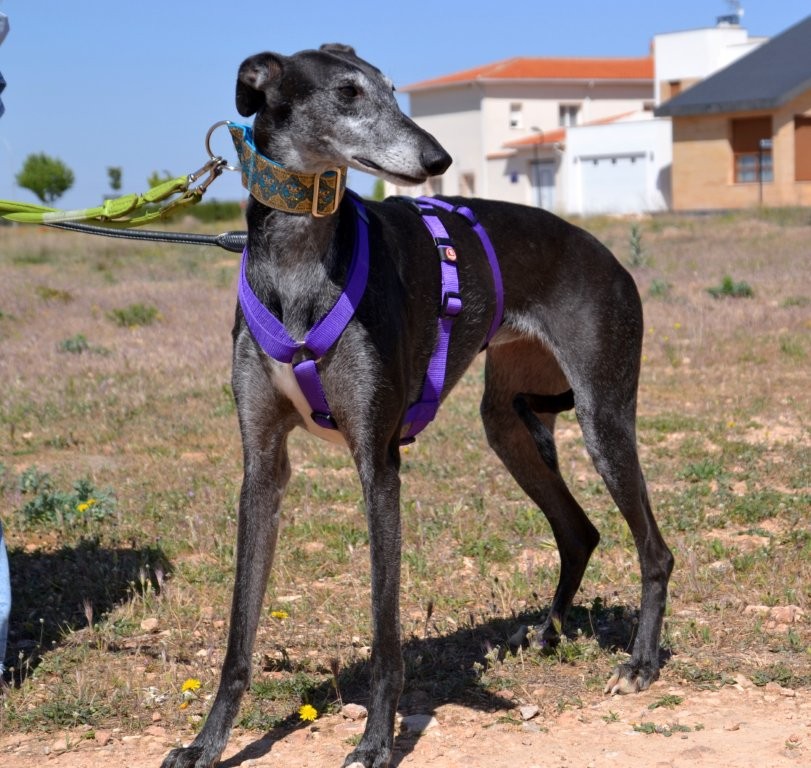Photo de BONITA, un lévrier en attente d adoption