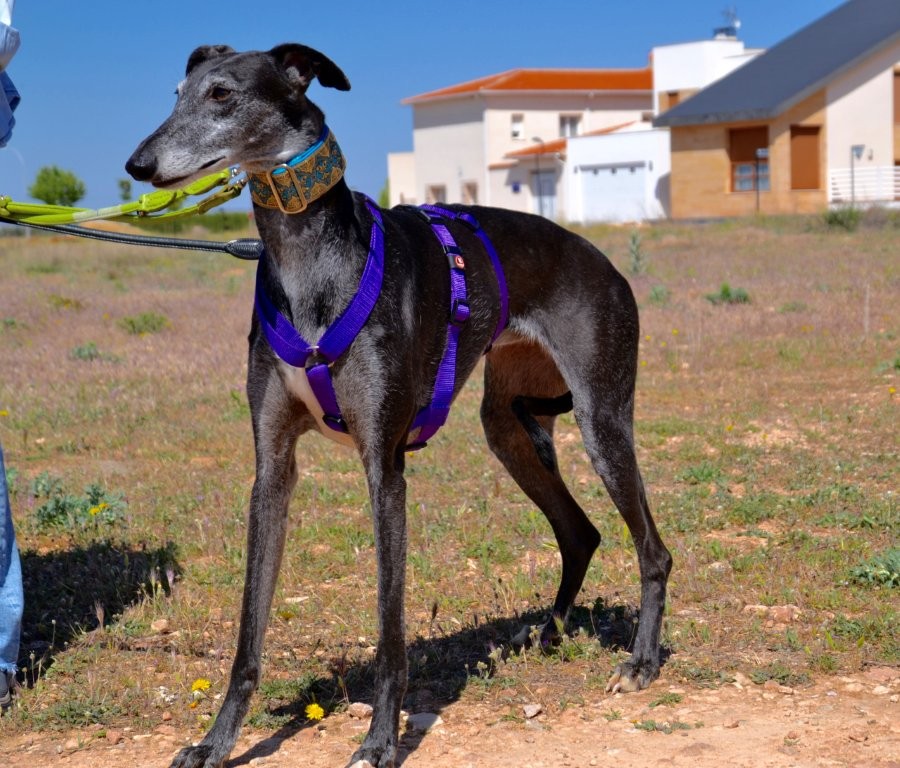 Photo de BONITA, un lévrier en attente d adoption