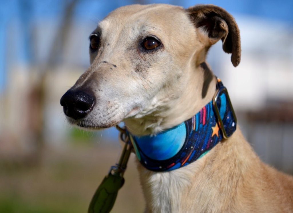 Photo de YAYO, un lévrier en attente d adoption