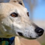 Photo de YAYO, un lévrier à adopté